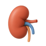Kidney