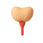 Prostate